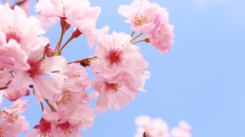 Faites fleurir votre organisation ce printemps !